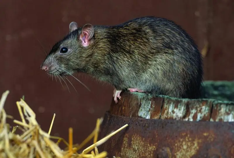 Какие опасные заболевания переносят крысы