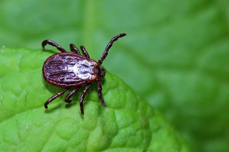 Существует семь разновидностей патологии - эпидемиолог о клещевом энцефалите