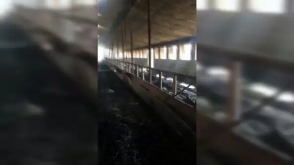 جامبىل وبلىسىندا ءبىر قورا مال جانىپ كەتتى