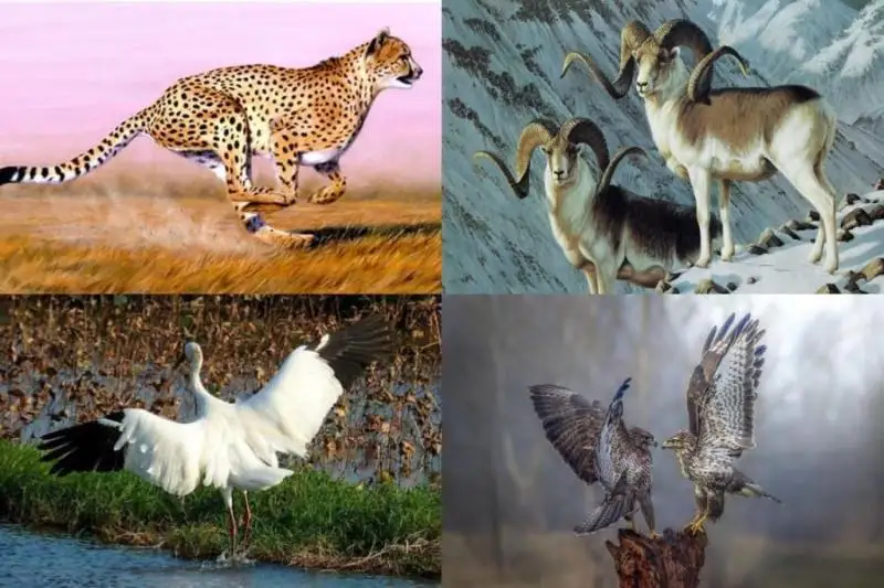 قازاقستاندا جويىلىپ كەتۋ قاۋپى ءتونىپ تۇرعان جانۋارلار