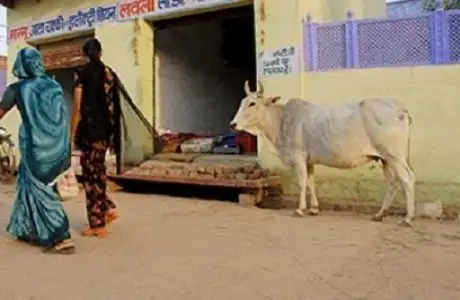 سيىر ەتىن تۇتىنۋعا زاڭ جۇزىندە تىيىم سالىناتىن بولدى