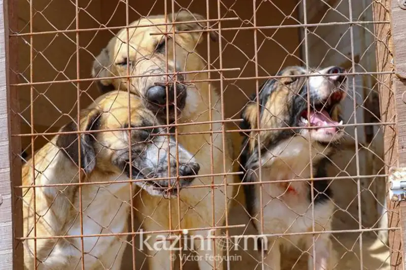 Костанайской области необходимо свыше 195 млн тенге на строительство приютов для животных