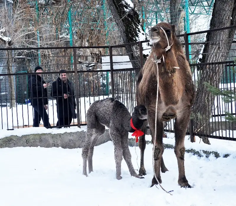 ÐÐ»Ð¼Ð°ÑÑ Ð·Ð¾Ð¾Ð±Ð°Ò