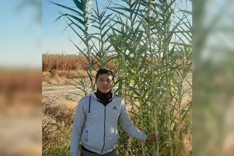 قىزىلوردالىق باعبان بامبۋك وسىرەدى