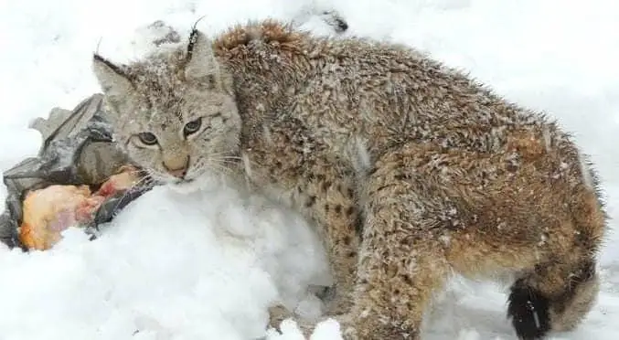 ىلە الاتاۋىندا قىزىل كىتاپقا ەنگەن جانۋارلار فوتوتۇزاققا ءتۇسىپ قالدى