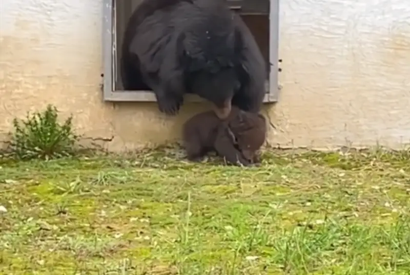 Almaty zoobaǵynda qonjyqty óltirip tastady – feık