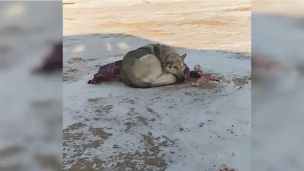 ءيتتى ازاپتاعان ەلوردالىق تۇرعىن قاماۋعا الىندى