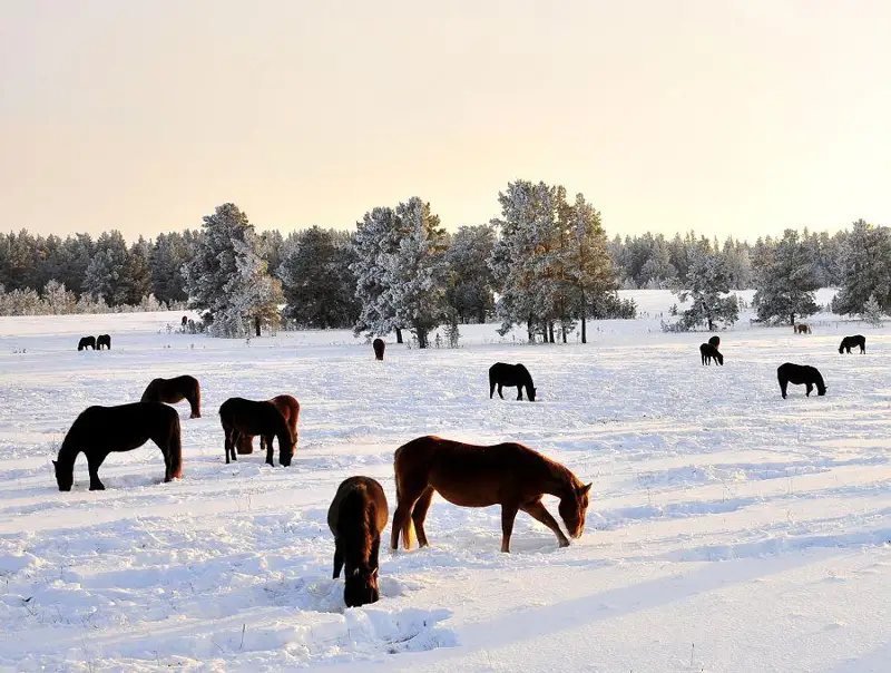 اۋىلدىڭ مۇڭى - مالدىڭ ءورىسى