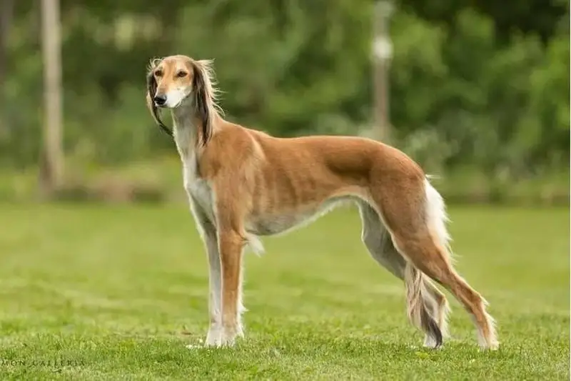 نۇر- سۇلتاندا تازى مەن توبەت ورتالىعى اشىلادى