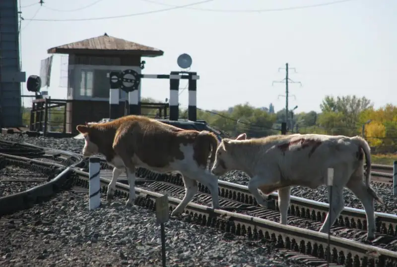 Многомиллионные убытки несут ж/д перевозчики из-за наездов на скот в РК