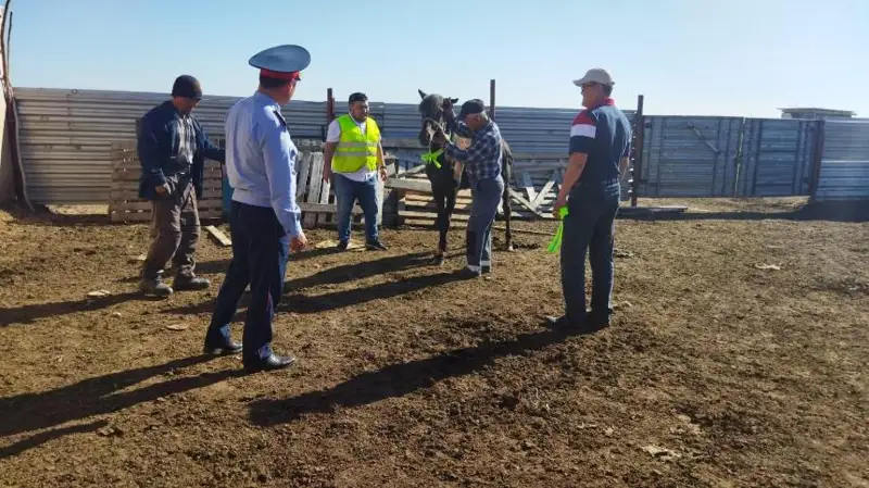 Светоотражающие ленточки будут носить лошади и коровы в Актюбинской области