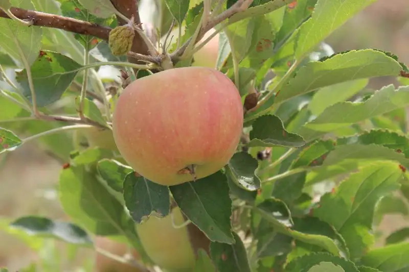 Турецкий завод по переработке фруктов планируют построить в Жамбылской области