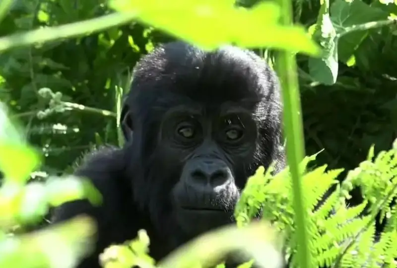 За полвека численность диких животных сократилась почти на 70%