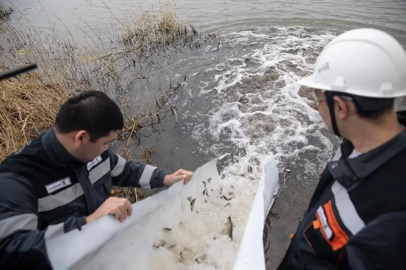 Около 40 тыс. мальков карпа запустили в реку Илек в Актобе