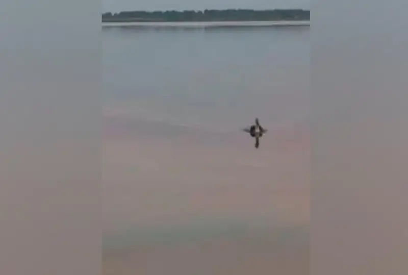 Лебедь приплыл за помощью к людям в СКО