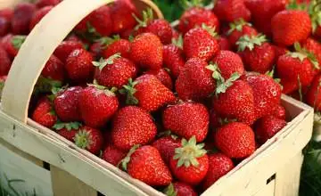 قۇلپىنايدىڭ ادام دەنساۋلىعىنا پايداسى مول