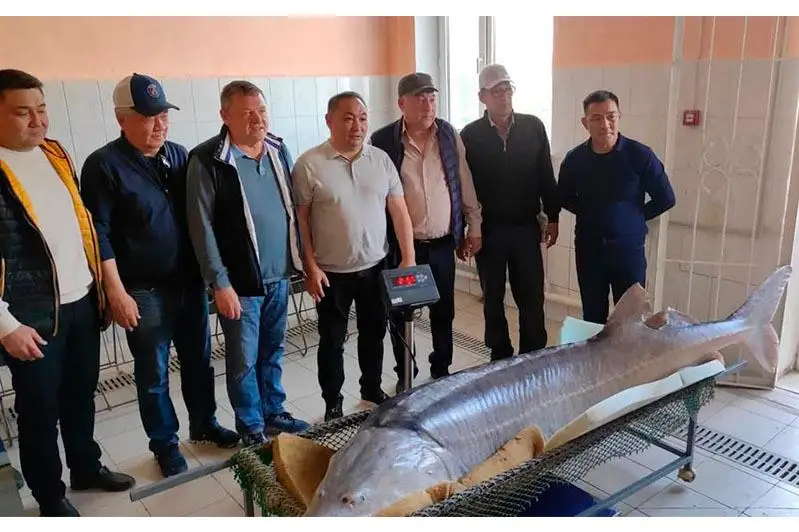 Белугу весом около 200 кг выловили атырауские рыбаки