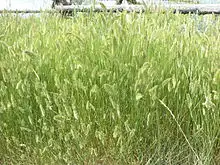 Agropyron cristatum (3738644639).jpg