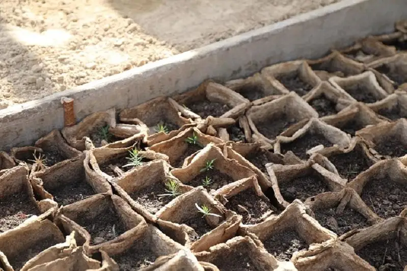 ارالدىڭ قۇرعاعان بولىگىنە 1,1 ميلليون گەكتار سەكسەۋىل ەگىلەدى