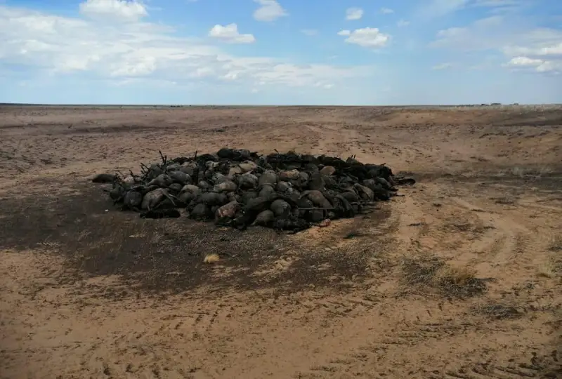 Хозяева сгоревшей в Атырауской области отары овец компенсации не получат