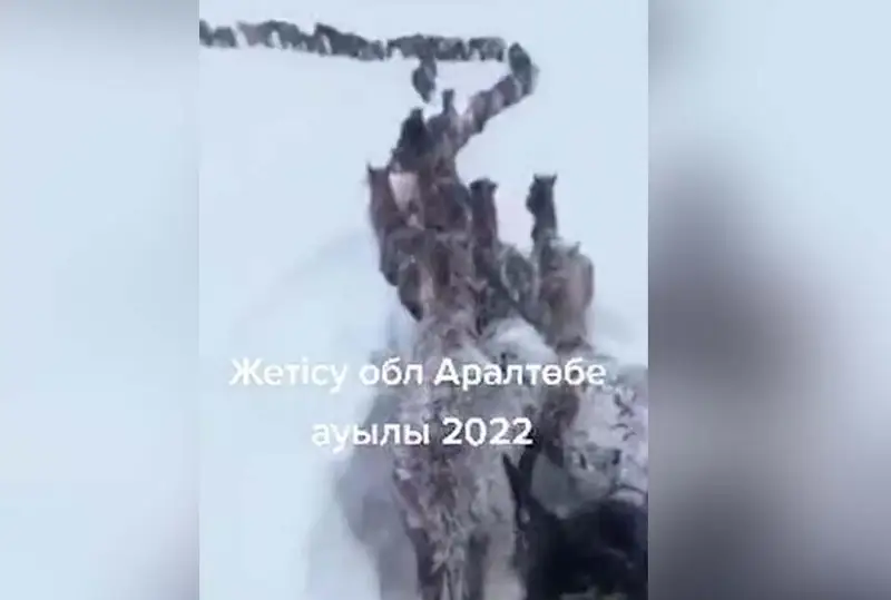 Jetisý oblysynda mal qalyń qardyń astynda qaldy degen aqparat jalǵan - ákimdik