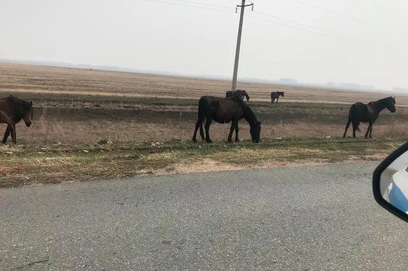 Более 300 жителей СКО наказали за вольный выпас скота