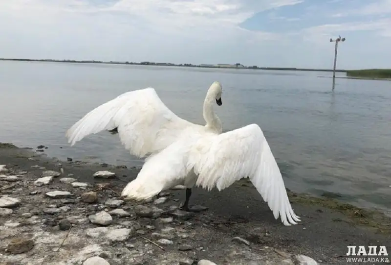 Озвучена предварительная причина гибели лебедей в Мангистауской области