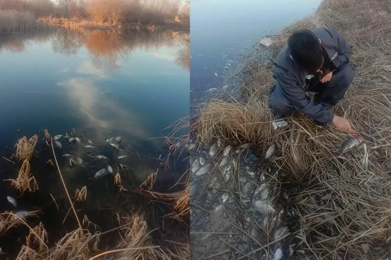 Pavlodar oblysynda balyqtyń neden qyrylǵany belgili boldy