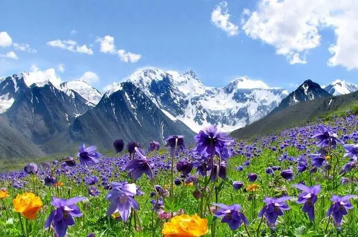 التايدىڭ دارىلىك شوپتەرىن قالاي كادەگە جاراتامىز؟