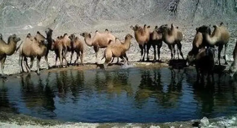 Сахарасында түйекиік сайрандаған «Қанамбар» - Шетелдегі қазақ тілді БАҚ-қа шолу