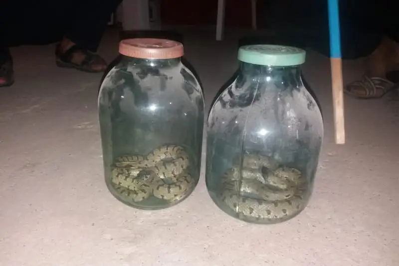 شىمكەنتتە تۇرعىن ۇيلەردىڭ بىرىنەن ەكى جىلان شىقتى - ۆيدەو