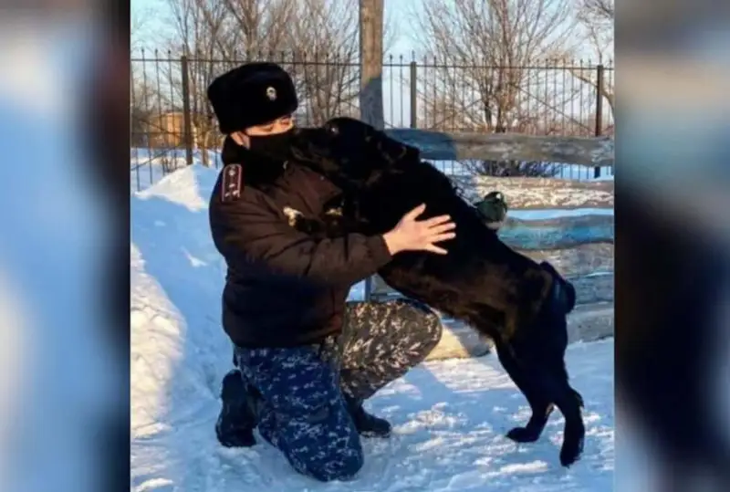 Ввоз наркотиков пресекла служебная собака в  Абайской области