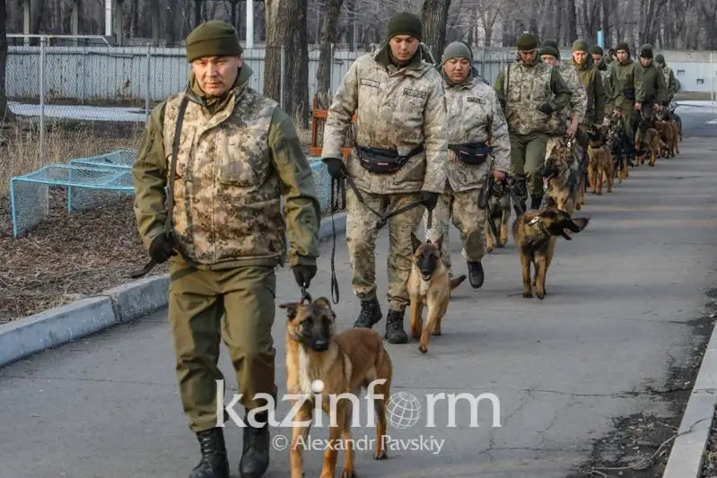 Находили взрывчатку и боеприпасы – кинологи рассказали об особенностях работы со служебными собаками