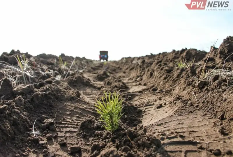 Создание соснового питомника в Павлодарской области окончилось неудачей