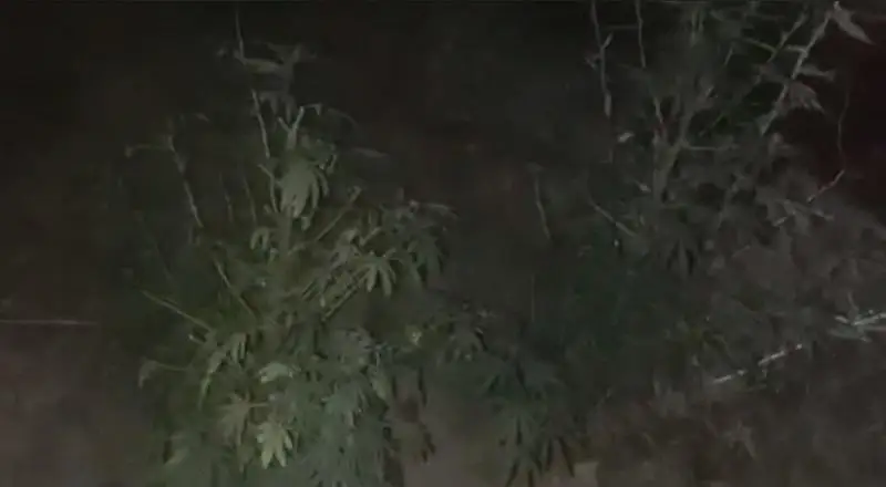 Житель Туркестанской области выращивал коноплю