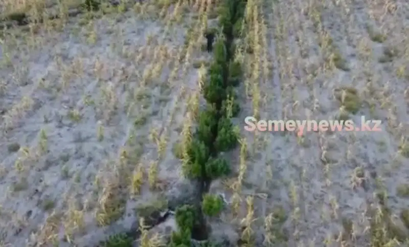 Коноплю выращивали в поле с подсолнухами в Абайской области
