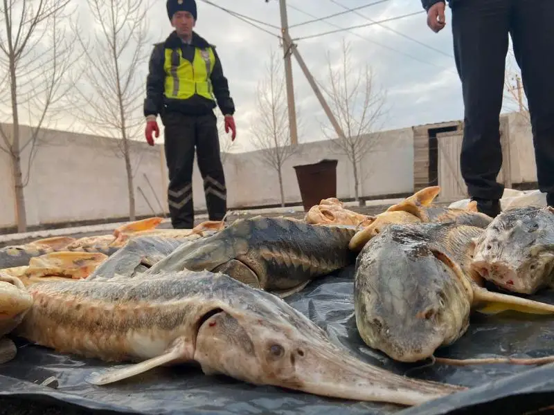 Партию краснокнижной рыбы изъяли в Атырауской области