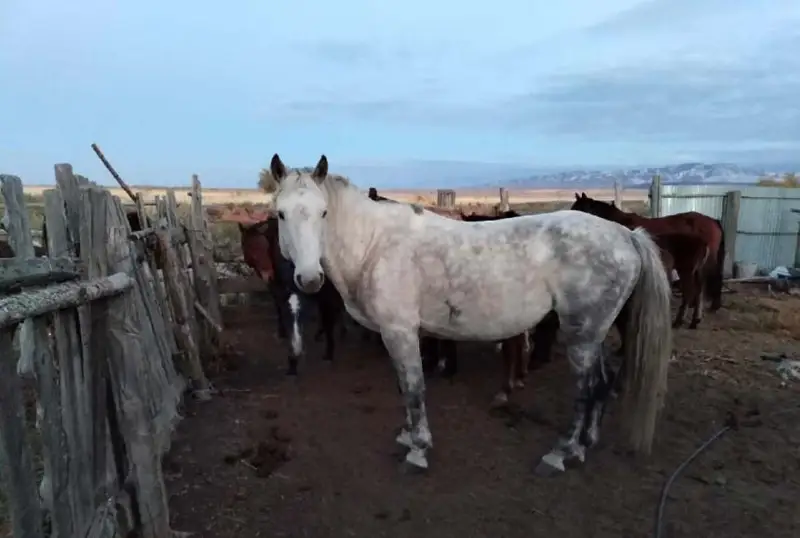 25 похищенных лошадей вернули владельцу полицейские ВКО