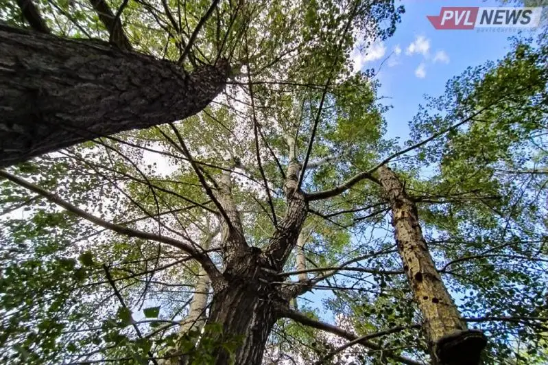 Отслеживать состояние деревьев будут павлодарцы на специальном портале