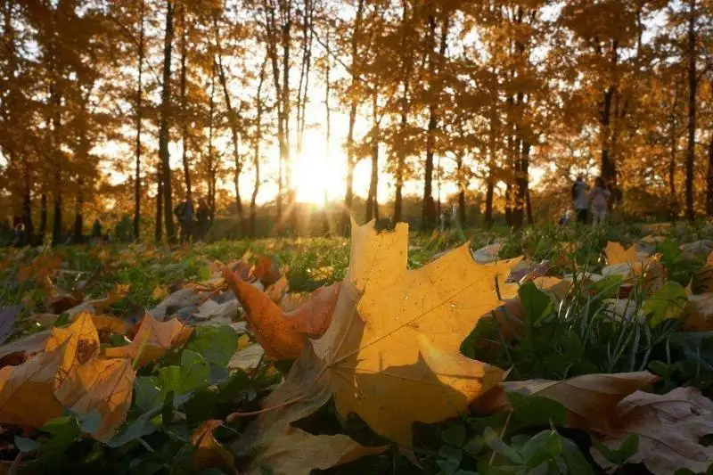 19-قازان كۇنى اۋا رايى بولجامى