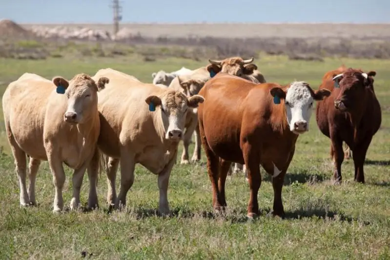 قازاقستاندىق فەرمەرلەر بيىل شەتەلدەن 11,6 مىڭ سيىر ساتىپ الدى