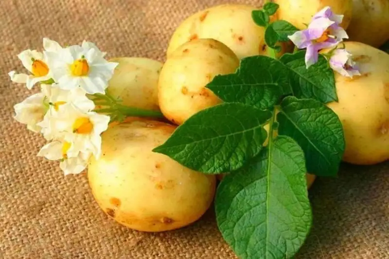 سۇلۋلىققا كارتوپتىڭ پايداسى