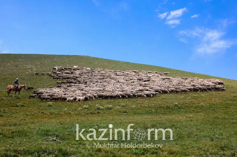 Около 15 млн га общественных пастбищ не хватает по Казахстану - Генпрокуратура