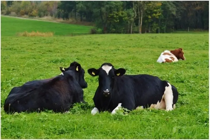 Акмолинка успешно реализует проект «Корова на балконе»