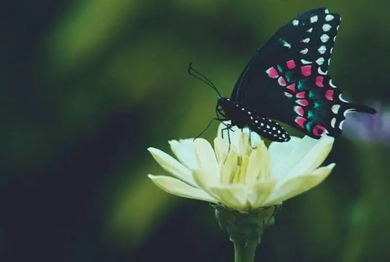 ООН: 3/4 поверхности земли и 2/3 океана находятся под негативным воздействием человека