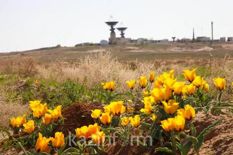 На Байконуре расцвели тюльпаны