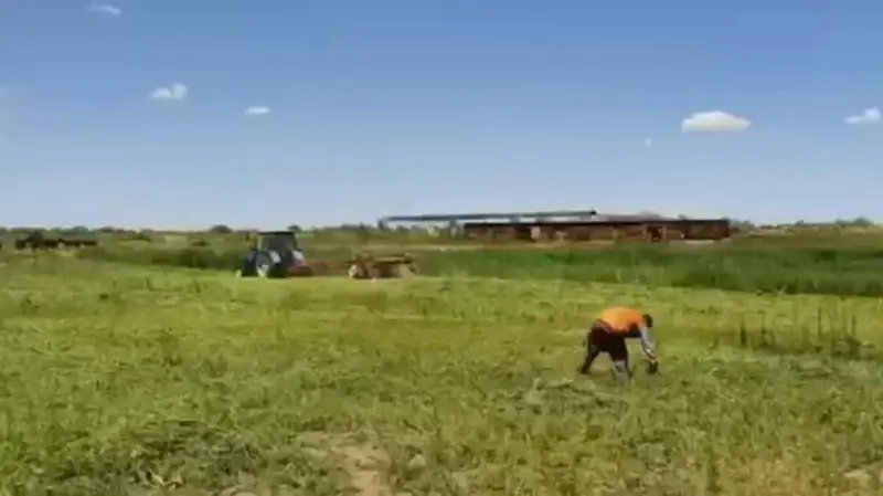 Более 28 тонн дикорастущей конопли сожгли полицейские в Жамбылской области