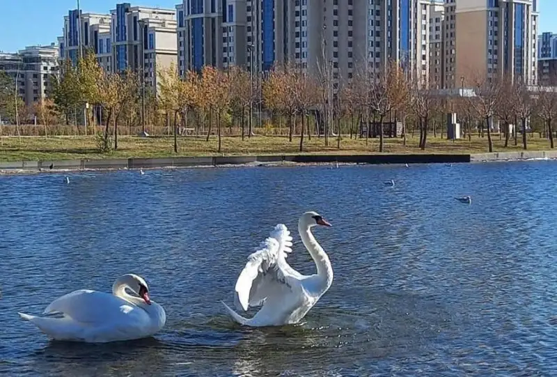 Лебеди прилетели в столичный Ботанический сад