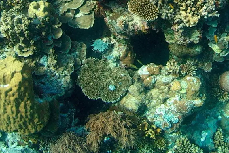 О новой инициативе по сохранению коралловых рифов объявили в ЮНЕСКО