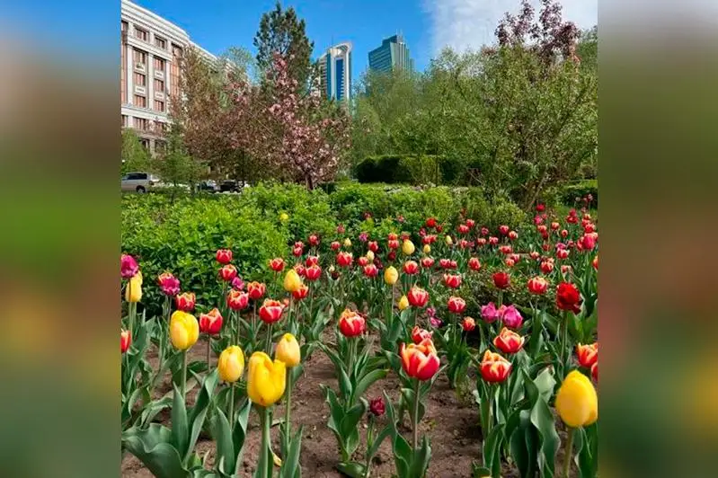 Тюльпаны расцвели на улицах столицы